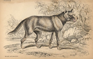 Jardine Collection: Hoary fox, Lycalopex vetulus