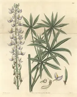 Hoary Prints: Hoary lupine, Lupinus incanus or Lupinus albescens