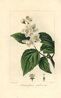 Botanicalillustration Prints: Hoary mock orange, Philadelphus pubescens