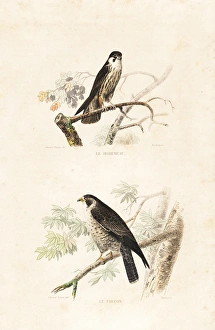 Annedouche Gallery: Hobby and falcon