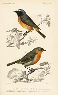 Widow Gallery: Hodgsons redstart and European robin