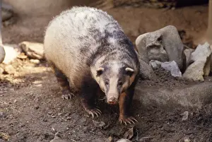 Thailand Prints: Hog Badger