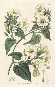 Ayurveda Prints: Hogvine, Merremia umbellata