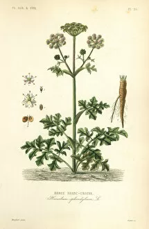 Agricoles Gallery: Hogweed or cow parsnip, Heracleum sphondylium