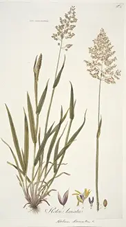 Commelinid Prints: Holcus landatus, Yorkshire fog