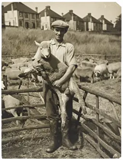 Placing Prints: How to Hold Sheep