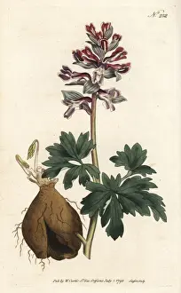 Sansom Prints: Hollow root, Corydalis cava