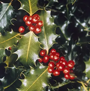 Holly Berries