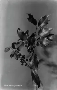 Berries Prints: Holly Branch