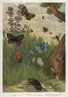 Butterflies Collection: Holly Butterfly 1860