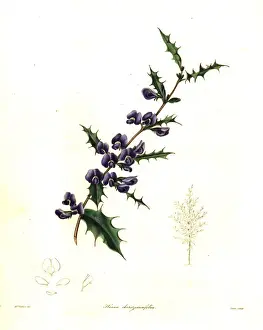 Holly-leaved hovea, Hovea chorizemifolia