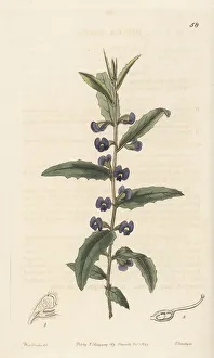 Shrub Prints: Holly-leaved hovea, Hovea chorizemifolia