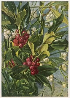 Viscum Gallery: Holly & Mistletoe