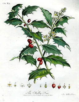 Holly Tree