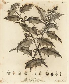 Silva Prints: Holly Tree, Ilex aquifolium