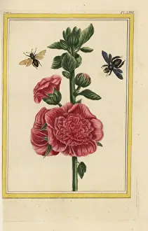 Hollyhock, Alcea rosea
