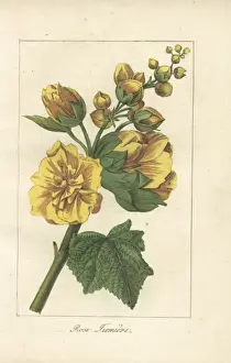 Mlleprudhomme Prints: Hollyhock or rose tremiere, Alcea rosea