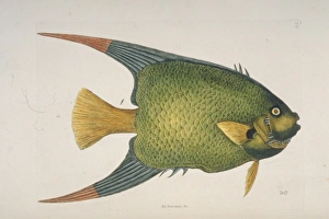 Mark Catesby Collection: Holocanthus ciliaris, queen angelfish