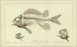 Jardin Prints: Holocentrum Leo; Apogon Rex multorum; Myrlpristis Jacobus