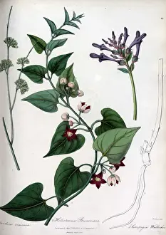 Holostemma brunoniana