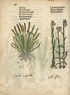 Canis Collection: Holosteon or white plantain, Plantago albicans