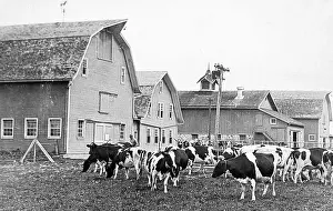 Ranch Prints: Holstein cattle Lakemills Wisconsin USA early 1900s
