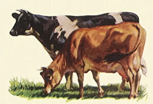 Holstein Gallery: Holstein and Jersey Cows Date: 1948