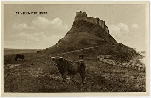 Images Dated 30th November 2016: The Holy Island of Lindisfarne - Castle and Highland Cattle