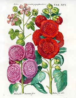 Holyhock