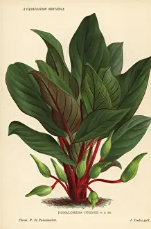 Homalomena insignis foliage plant