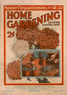 Chrysanthemums Prints: Home Gardening magazine, January 1932