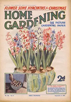 Bulbs Prints: Home Gardening magazine, September 1932