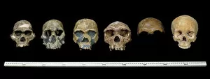 Images Dated 17th April 2013: Hominid crania