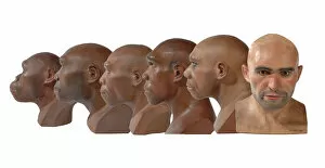 Mammal Gallery: Hominid reconstructions in chronological order