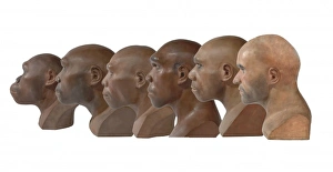Homo sapiens, Cro-Magnon man