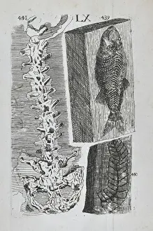Marked Prints: Homo diluvii testis