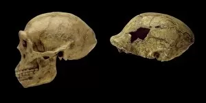 Haplorhini Gallery: Homo erectus cranium casts Peking Man & OH9