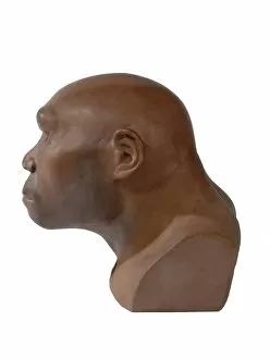 Ancestor Gallery: Homo erectus, Java man