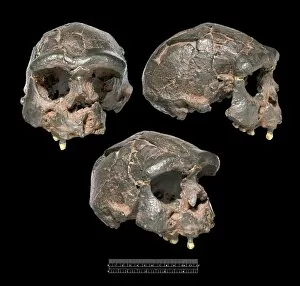 Haplorhini Gallery: Homo erectus, Java Man cranium (Sangiran 17)