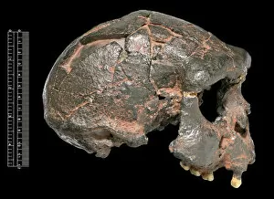 Fossil Collection: Homo erectus, Java Man cranium (Sangiran 17) cast