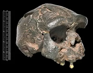 Anthropological Collection: Homo erectus, Java Man (Sangiran 17) cranium cast