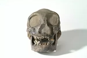 Ancestor Gallery: Homo erectus (or Homo ergaster), Turkana boy (KNM-WT 15000)