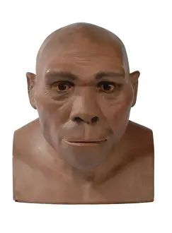 Homo erectus, Peking man