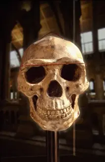 Homo Erectus Prints: Homo erectus, Peking man cranium (reconstruction)