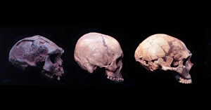 Fossilised Gallery: Homo erectus (Sangiran 17), H. sapiens (?) H. neanderthalens