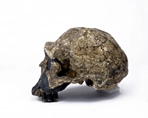 Haplorhini Gallery: Homo ergaster cranium (KNM - ER 3733)