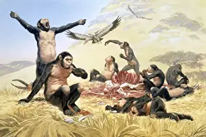 Homo habilis in action