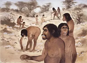 Homo habilis in action