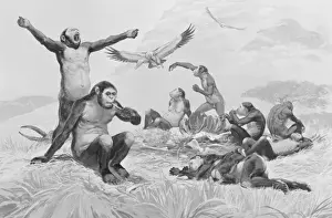 Homo habilis in action