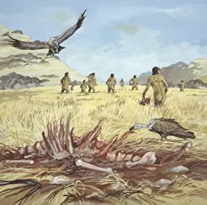 Homo habilis in action